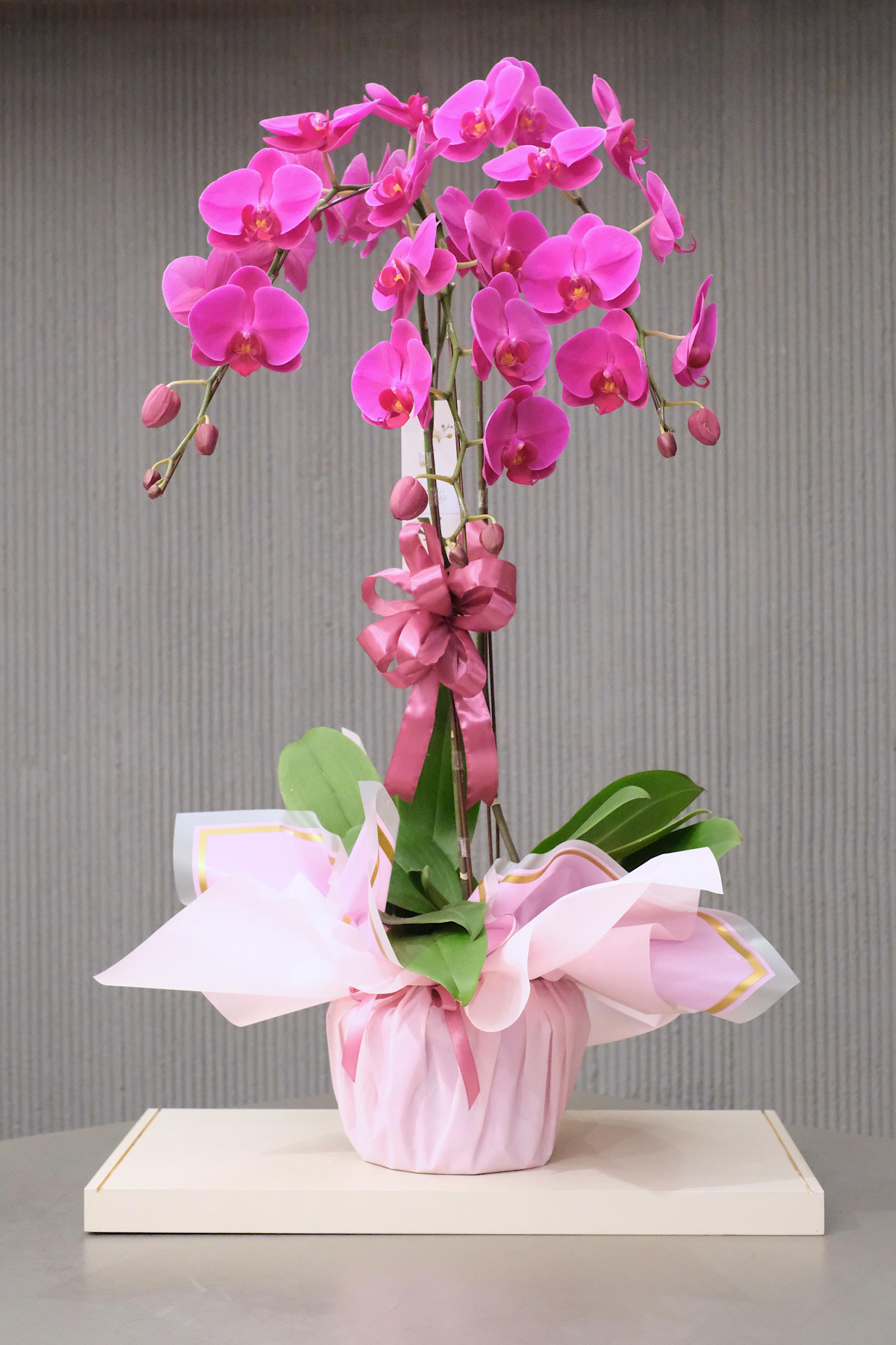 MARVELLOUS MAGENTA
