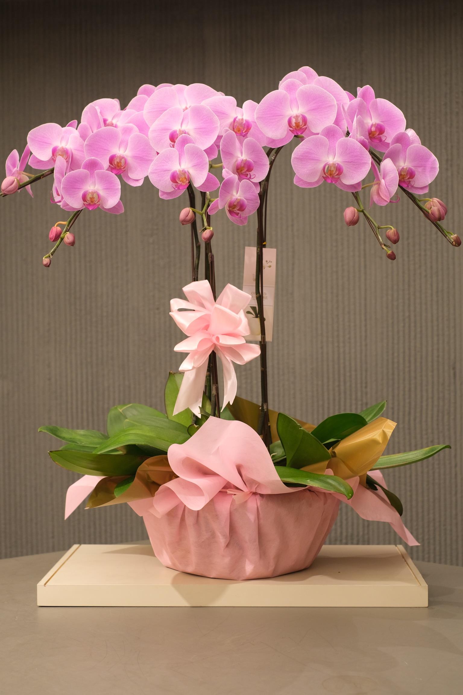GRAND PINK