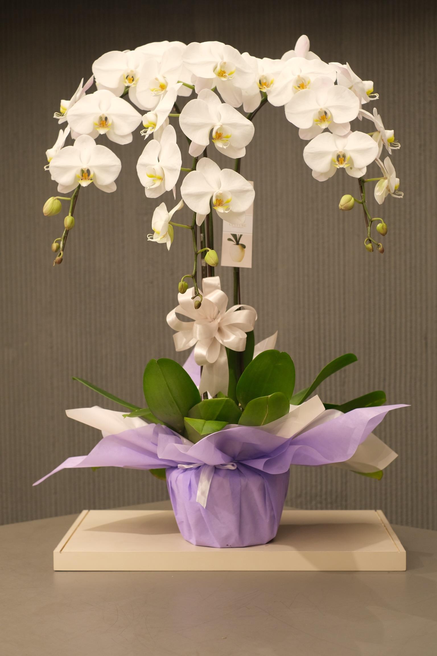 MARVELLOUS WHITE