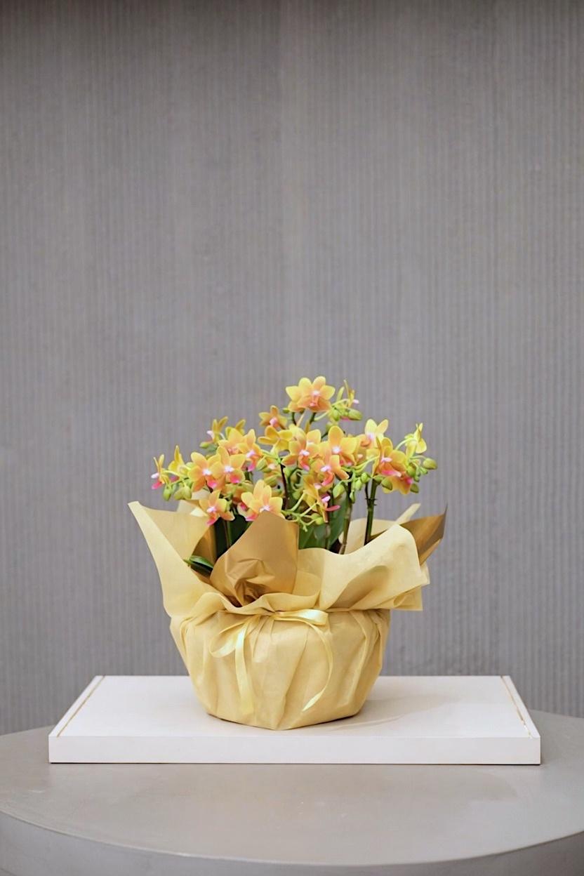 ORANGE BOUQUET