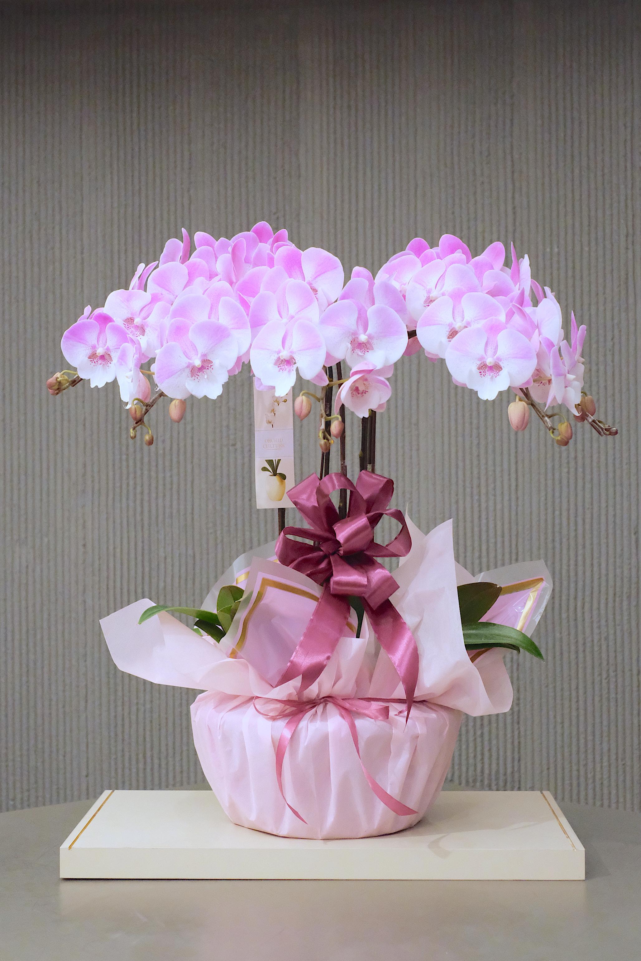 SWEET ELEGANCE